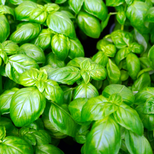Basilic