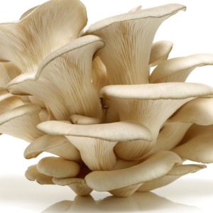 Champignon pleurote