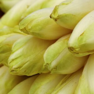 Endive