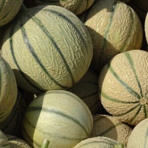 Melon