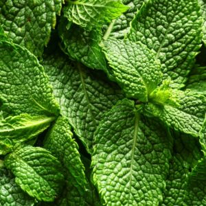 Menthe