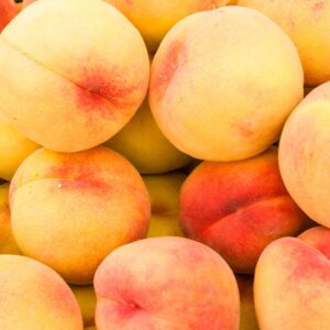 Pêche