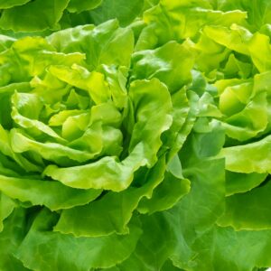 salade-verte